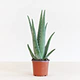 BloomPost Aloe vera - Vaso di 12 cm - Altezza 35 cm - Piante vere - Indoor - Purifica l'Aria ...