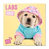 Calendario 2022 da Muro Cani Labrador - 12 mesi + 4 in omaggio, 30x30 cm, FSC® - ideale come calendario ...