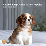 Calendario da parete 2023 Cavalier King Charles Spaniel Cuccioli di Bright Day, 30 x 35 cm