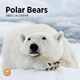Calendario da parete 2023 con orsetti polari, da Bright Day, 30,7 x 35,7 cm