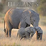 Calendario da parete 2023 - Elefanti Calendario, 30 X 30 Centimetri Vista Mensile, 16 Mesi, Animali A Tema, Comprende 180 ...