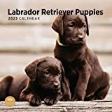 Calendario da parete 2023 Labrador Retriever Cuccioli di Bright Day, 30 x 35 cm