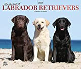 Calendario da parete mensile Deluxe per l'amore dei Labrador Retrievers 2023 30 x 50 cm | copertina e adesivi stampati ...