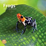 Calendario mensile 2023 Frogs da parete di Bright Day, 30 x 35 cm, anfibi