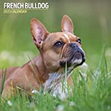 Calendario tradizionale 2023 Bulldog francese