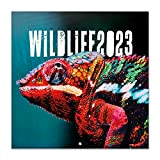 Calendario Wildlife 2023 da Muro - 12 mesi + 4 in omaggio, 30x30 cm, FSC® - ideale come calendario 2023 ...