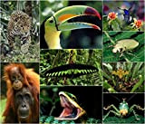 Cartoline 3D in vari disegni della foresta pluviale con Jaguar, Hummingbird, Toucan, Quetzal Bird, Wild Cat, Mountain Gorilla [Set di ...