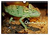 Chamäleons (Wandkalender 2023 DIN A4 quer), Calvendo Monatskalender