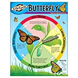 CHART LIFE CYCLE OF A BUTTERFLY
