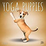 Cuccioli di yoga UFFICIALE | Calendario mensile quadrato da parete 2023 32 x 54 pollici | Foglio adesivo | StarGifts ...