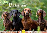 Dackel - Calendario da parete 2023, formato DIN A3, per cani, animali naturali, cani, cuccioli, caccia