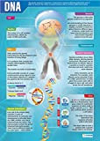 Daydream Education - Poster scientifico, carta lucida, misura 850 mm x 594 mm (A1)