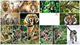 Edition Colibri - Set di cartoline con animali selvatici (13 cartoline) con leone, leopardo, lucertola, tigre, gepard e Jaguar