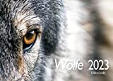 Edition Seidel Wölfe Premium Calendario 2021 DIN A3 da parete con animali selvatici