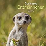 Erdmännchen 2019 Broschürenkalender: Suricates