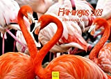 Flamingos Premium Calendario 2023 DIN A3 da parete, calendario fenicottero uccelli, animali incantevoli Africa, Europa, Asia, mondo degli animali zoo, ...