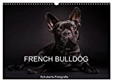 French Bulldog (Wandkalender 2023 DIN A3 quer), Calvendo Monatskalender
