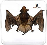 FTYYSWL Scheletro di tassidermia Animale di Pipistrello Reale Campione Incorporato Aula di scienze Educazione per Insegnanti Tassidermia (tassidermia di Pipistrello)