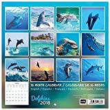 Grupo Erik editores- Calendario 2018 30 x 30 Dolphins