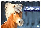 Haflinger: Die blonden Pferde von der Alm (Wandkalender 2023 DIN A3 quer), Calvendo Monatskalender