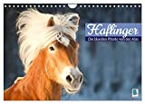 Haflinger: Die blonden Pferde von der Alm (Wandkalender 2023 DIN A4 quer), Calvendo Monatskalender