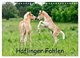 Haflinger Fohlen (Wandkalender 2023 DIN A4 quer), Calvendo Monatskalender