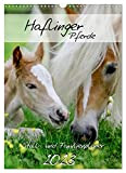 Haflinger Pferde - Stall- und Familienplaner 2023 (Wandkalender 2023 DIN A3 hoch), Calvendo Monatskalender