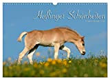 Haflinger Schönheiten (Wandkalender 2023 DIN A3 quer), Calvendo Monatskalender