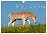 Haflinger Schönheiten (Wandkalender 2023 DIN A4 quer), Calvendo Monatskalender