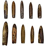 iplusmile 10 pezzi Belemnite Fossil Paleontologia Orthoceras Fossil Scienza Ornamento Probe laboratorio