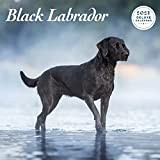 Labrador Black 2023 - Calendario Deluxe