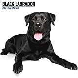 Labrador Black 2023 - Calendario moderno