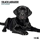 Labrador - Calendario 2020, colore: Nero