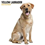 Labrador Yellow 2023 - Calendario moderno