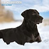 Magnet & Steel Labrador - Calendario tradizionale 2023, Multicolore