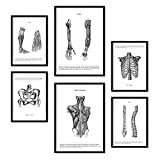 Nacnic Set di 6 Poster di Anatomia Umana. Collezione di Fogli nordici per la Decorazione di cliniche e studi. Formati ...