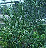 PLAT FIRM Germinazione dei Semi: Matita Cactus: Quantità 20 Fresh Talee Euphorbia tirucalli, succulento, pianta Divertimento