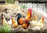 Polli Premium Calendario 2023 DIN A4 da parete con animali, gallo, uccelli, prati, fattoria