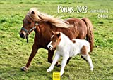 Ponys - Calendario 2023, formato DIN A3, da parete, motivo: animali, cavalli, islandesi, cavalli islandesi, pony, puledro (SW044)