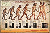 Poster educativo con evoluzione dell'evoluzione umana, poster educativo (lingua italiana non garantita), dimensioni 91,5 x 61 cm + 2 listelli ...