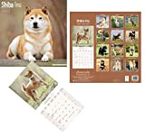 Shiba Inu - Calendario da parete quadrato con cane 2022