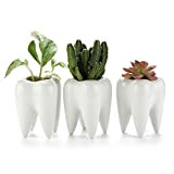 T4U Vasi in Ceramica per Succulente Piante Dente Set di 3, Piccoli Vaso per Cacti Erba Piante Grass Porcellana Vasetti ...