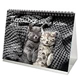 Tierzauber, calendario da tavolo per 2023, motivo: gatti divertenti, formato DIN A5, magia dell'anima