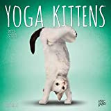 Yoga Kittens Ufficiale | Calendario da parete quadrato mensile 2023 30 x 54 pollici | Foglio adesivo | StarGifts | ...